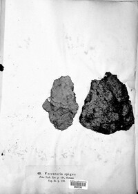 Inoderma epigaeum image